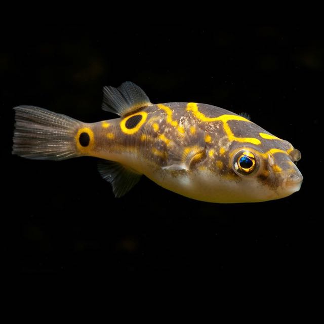 Tetraodon cf.biocellatus  Kogelvis XL